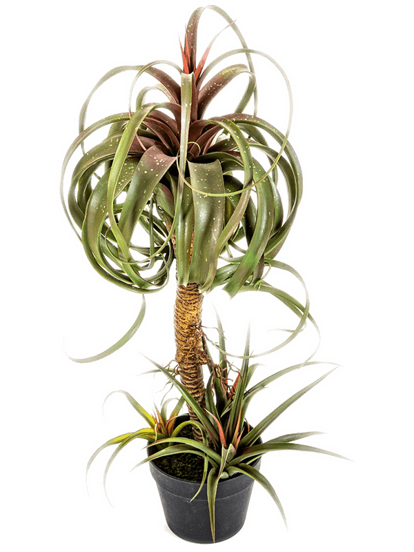 Tillandsia Streptophylla