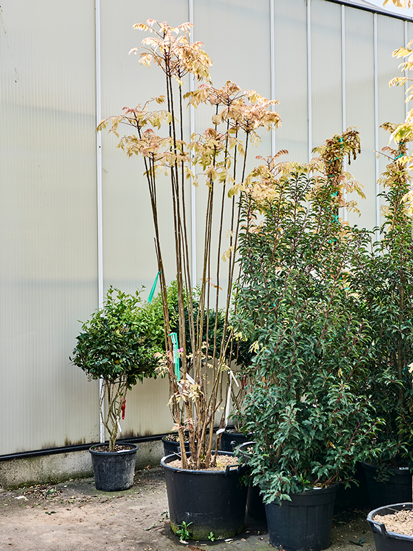 Toona sinensis Flamingo