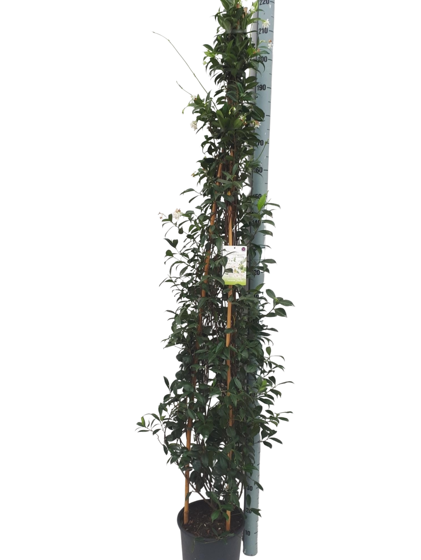 
                  
                    Trachelospermum jasmin étoilé
                  
                