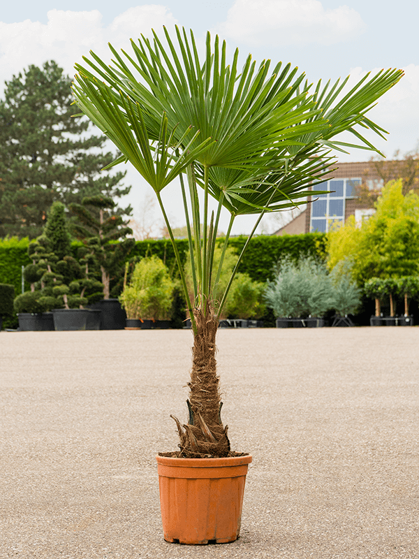 
                  
                    Trachycarpus Fortunei.
                  
                