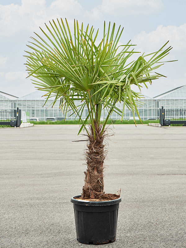 
                  
                    Trachycarpus Fortunei.
                  
                
