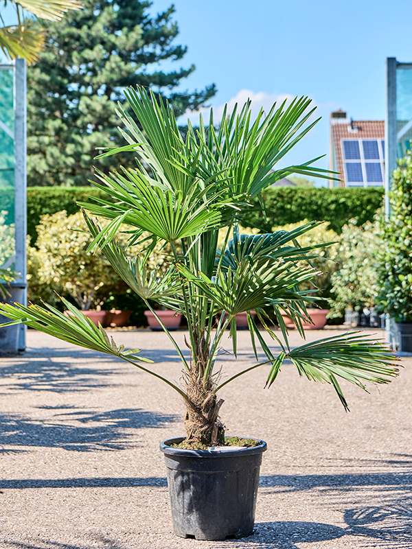 
                  
                    Trachycarpus Fortunei
                  
                