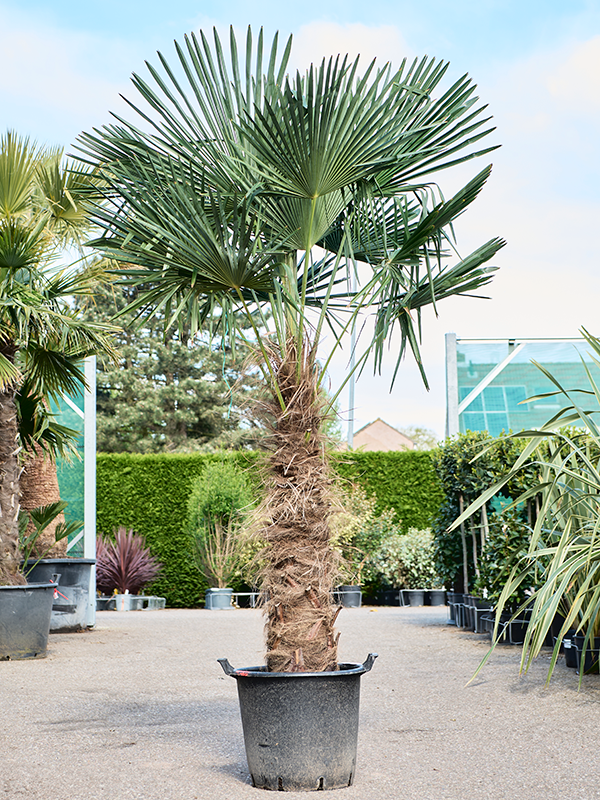 
                  
                    Trachycarpus Fortunei
                  
                