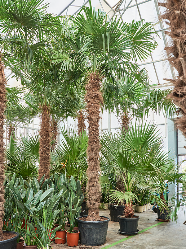 
                  
                    Trachycarpus Fortunei
                  
                