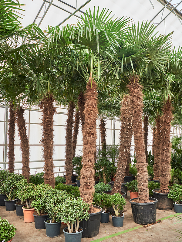 
                  
                    Trachycarpus Fortunei
                  
                