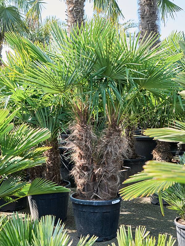 
                  
                    Trachycarpus Fortunei
                  
                