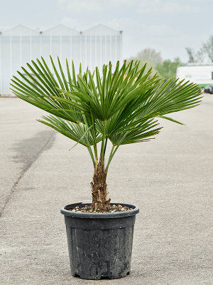 
                  
                    Trachycarpus Fortunei.
                  
                