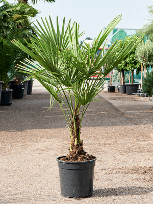 
                  
                    Trachycarpus Fortunei
                  
                