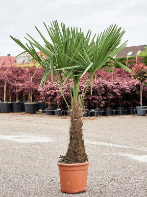 
                  
                    Trachycarpus Fortunei.
                  
                