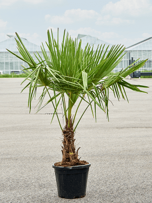 
                  
                    Trachycarpus Fortunei
                  
                