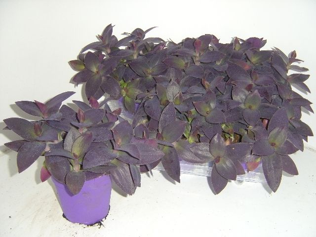 
                  
                    Tradescantia pallida (misére pourpre)
                  
                