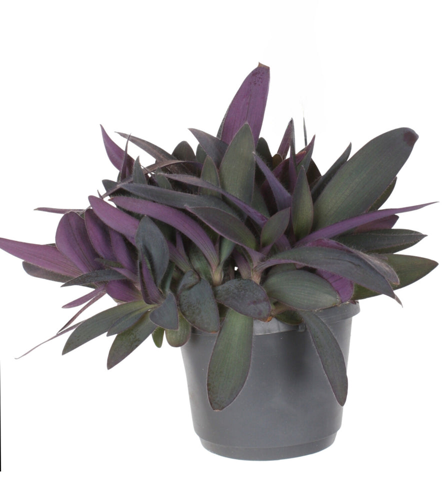 
                  
                    Tradescantia pallida (misére pourpre)
                  
                