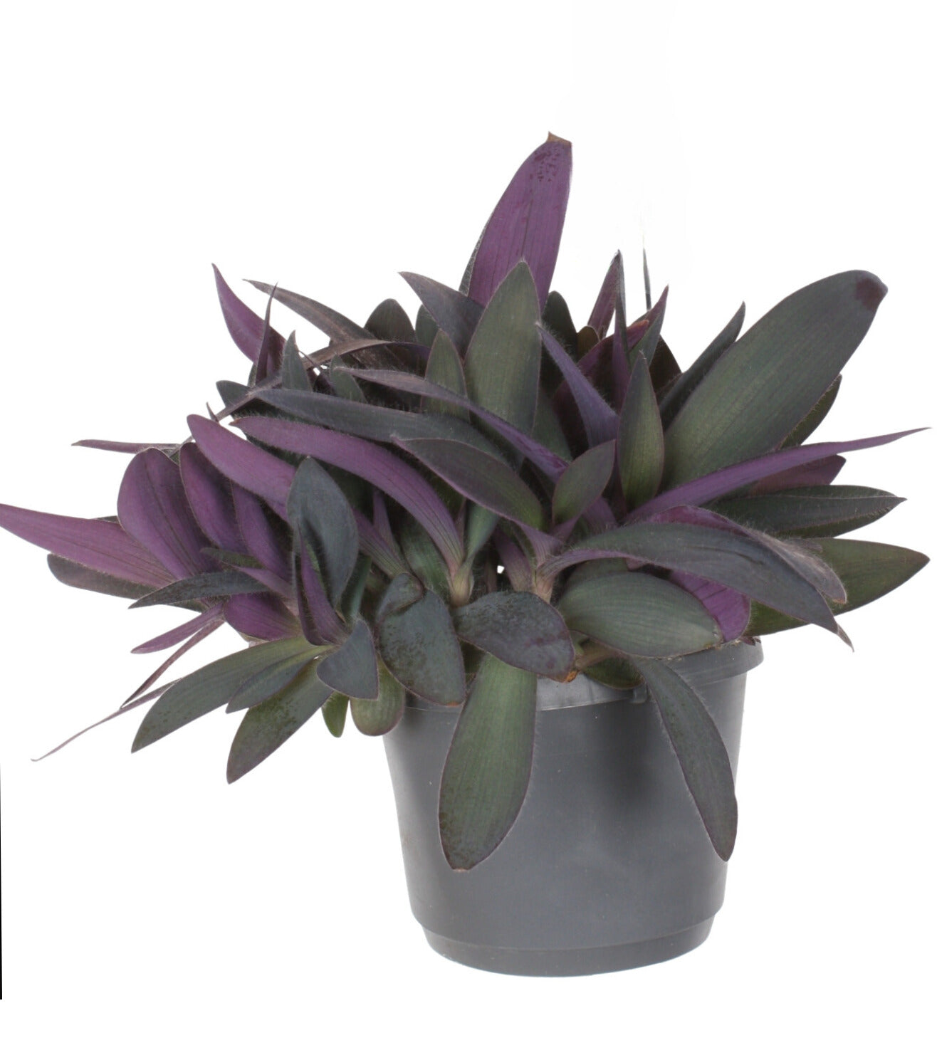 
                  
                    Tradescantia pallida (misére pourpre)
                  
                