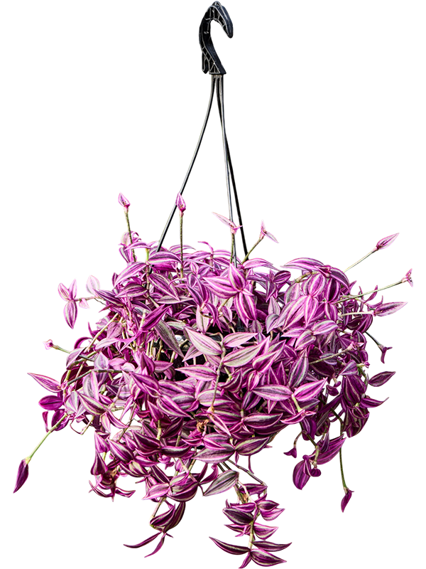 Tradescantia zebrina Pink Paradise