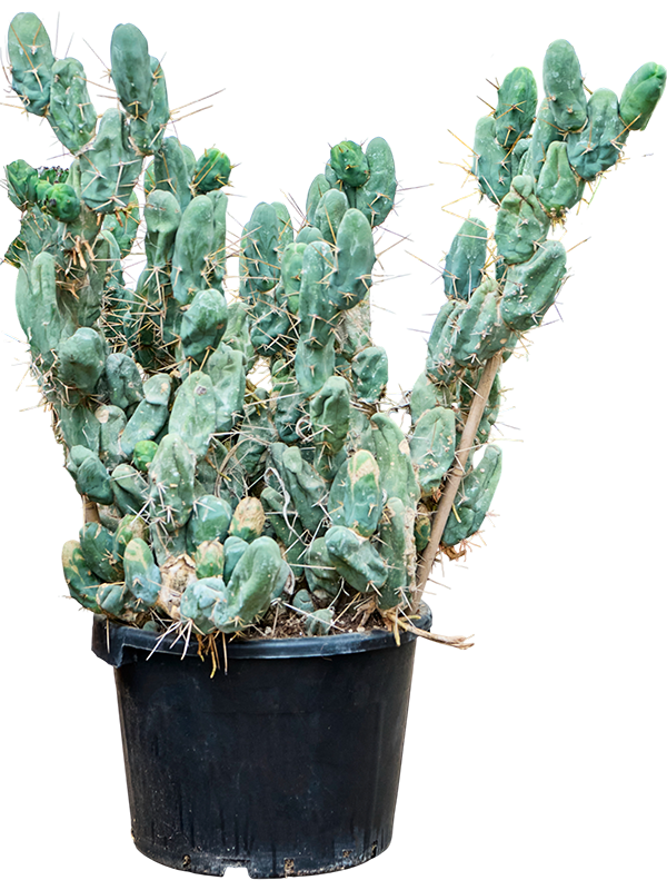 Trichocereus bridgesii 'Monstrosus'