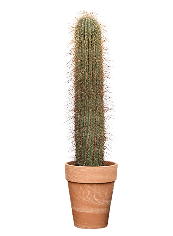 
                  
                    Trichocereus pasacana
                  
                