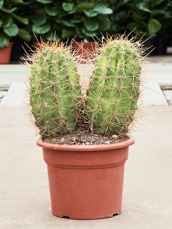 Trichocereus pasacana 'variegata'
