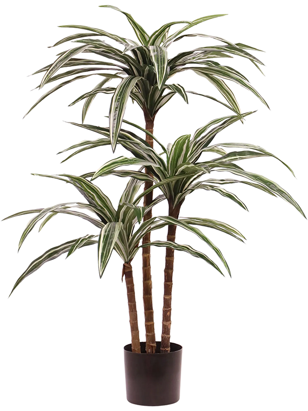 Triple Dracaena Fragrans White Jewel Artificiel