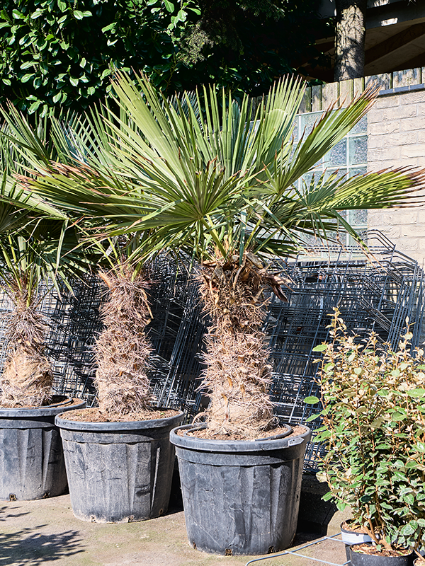 Trithrinax brasiliensis