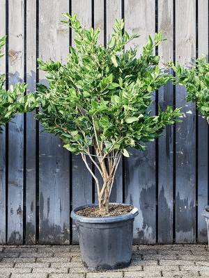 
                  
                    Troene Ligustrum japonicum Texanum
                  
                