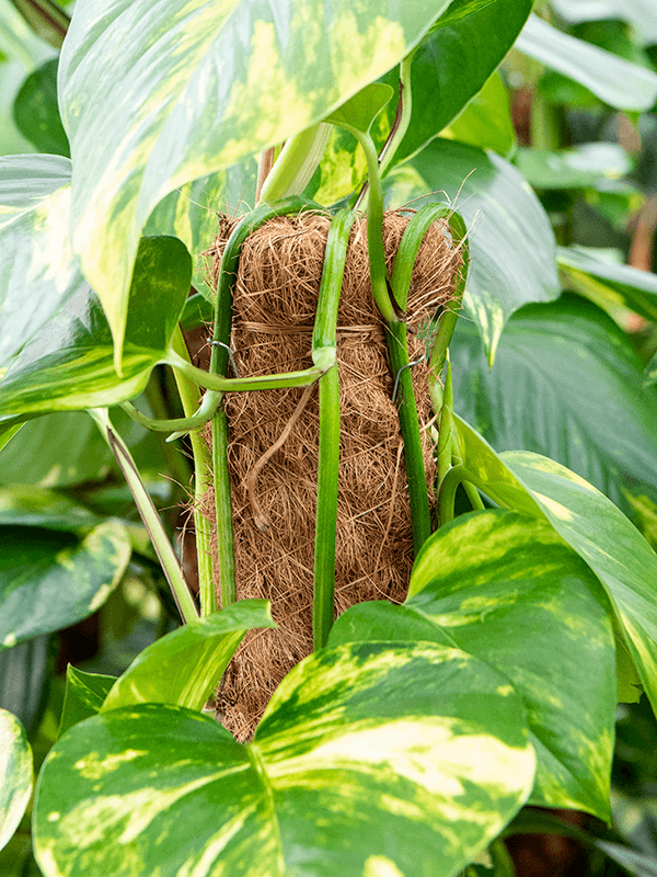 Tuteur en fibre de coco naturelle