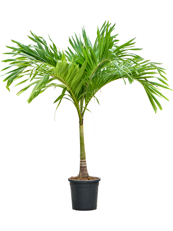 Acheter Palmier Veitchia Adonidia Merrilli Jardinerie Natura B ziers acheter-palmier-veitchia-adonidia-merrilli-jardinerie-natura-b-ziers