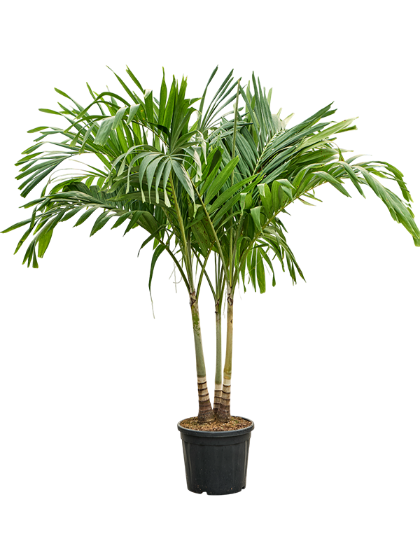 Acheter Palmier Veitchia Adonidia Merrilli Jardinerie Natura B ziers acheter-palmier-veitchia-adonidia-merrilli-jardinerie-natura-b-ziers
