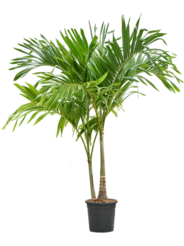 
                  
                    Veitchia (Adonidia) merrillii
                  
                