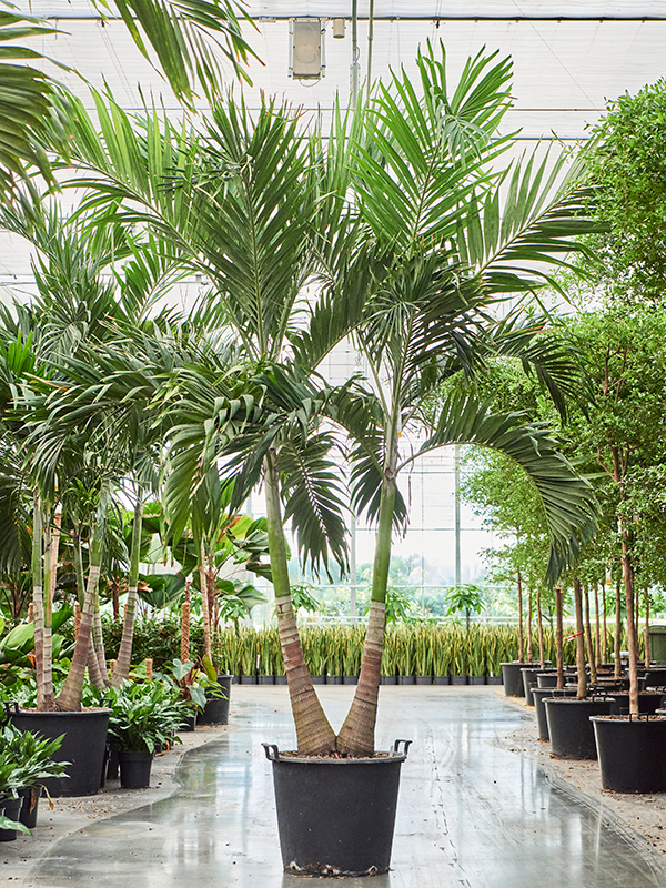 Acheter Palmier Veitchia Adonidia Merrilli Jardinerie Natura B ziers acheter-palmier-veitchia-adonidia-merrilli-jardinerie-natura-b-ziers
