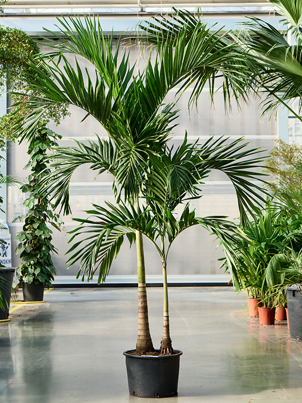 
                  
                    Veitchia (Adonidia) merrillii
                  
                