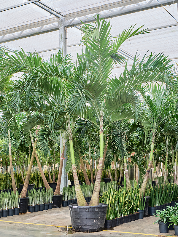 Acheter Palmier Veitchia Adonidia Merrilli Jardinerie Natura B ziers acheter-palmier-veitchia-adonidia-merrilli-jardinerie-natura-b-ziers