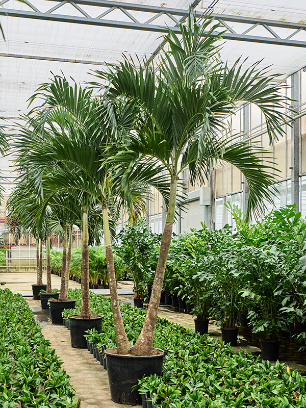 
                  
                    Veitchia (Adonidia) merrillii
                  
                