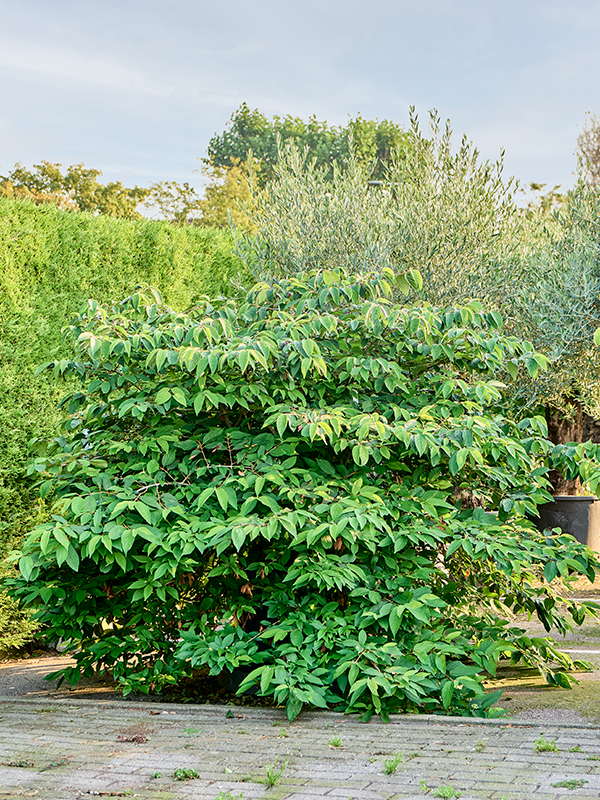 
                  
                    Viburnum plicatum Mariesii
                  
                