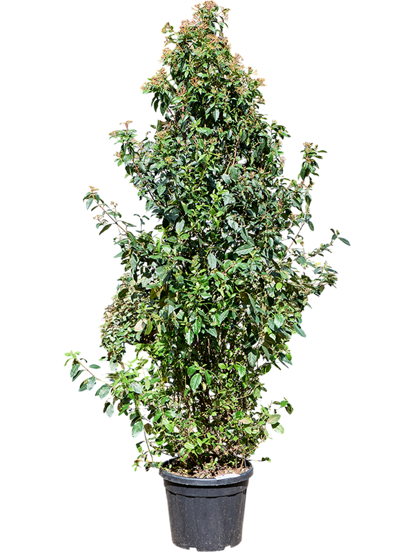 Viburnum tinus Spirit