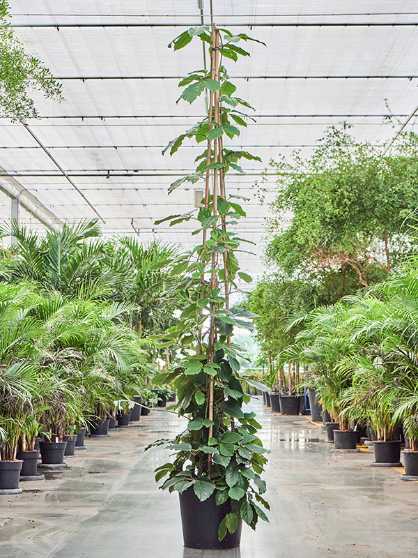 
                  
                    Vigne marronier Tetrastigma voinierianum
                  
                