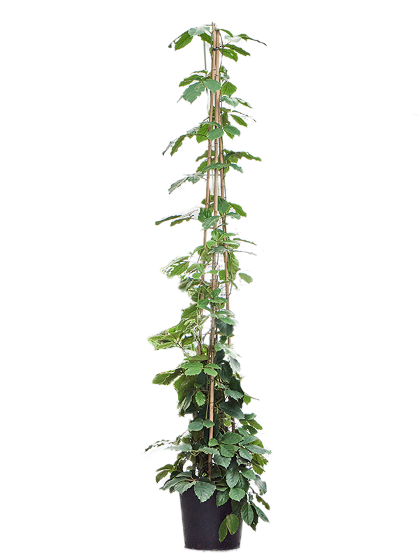 
                  
                    Vigne marronier Tetrastigma voinierianum
                  
                