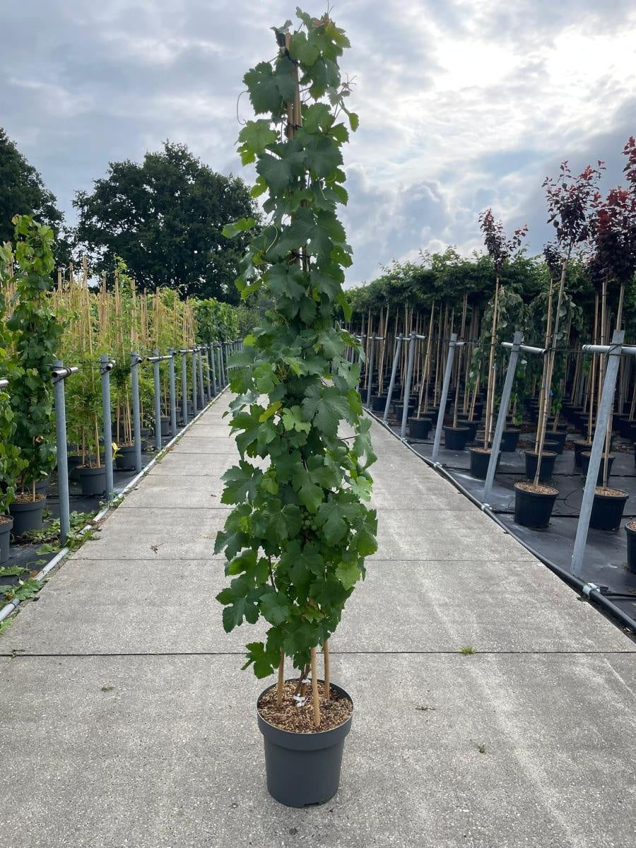 
                  
                    Vitis vinifera
                  
                