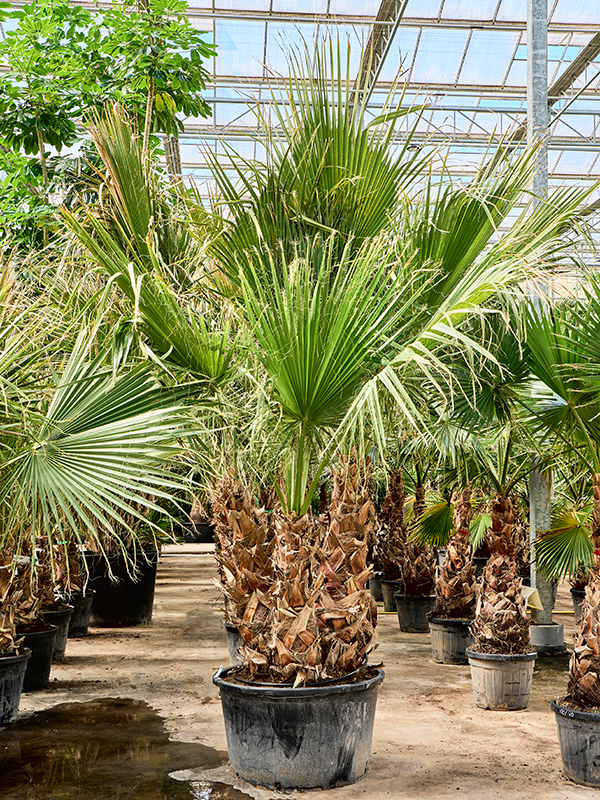 
                  
                    Washingtonia filifera
                  
                