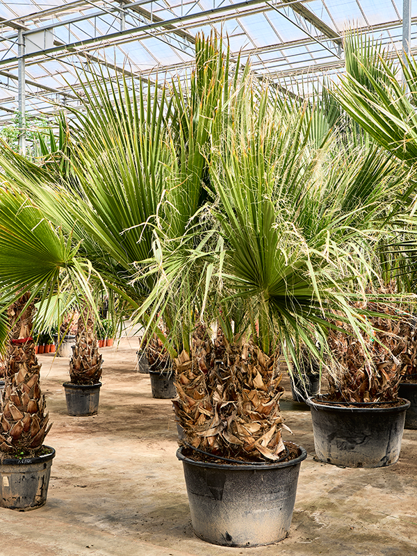 
                  
                    Washingtonia filifera
                  
                