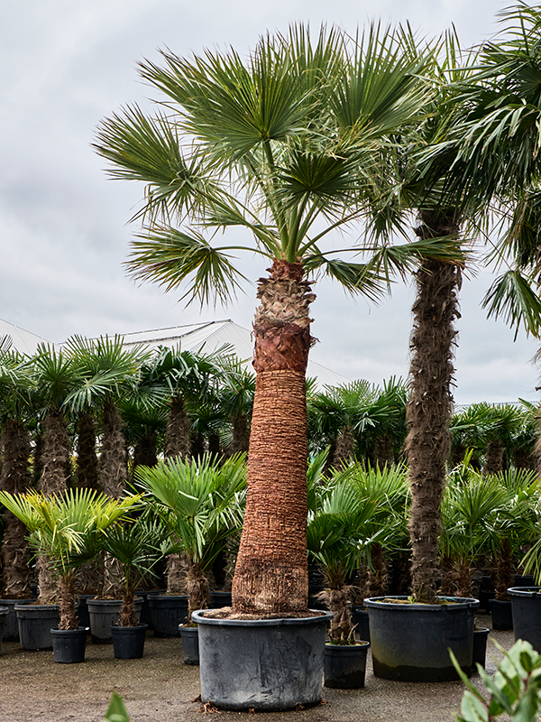 
                  
                    Washingtonia filifera
                  
                