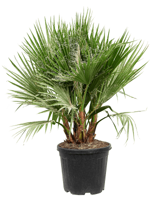 
                  
                    Washingtonia robusta
                  
                
