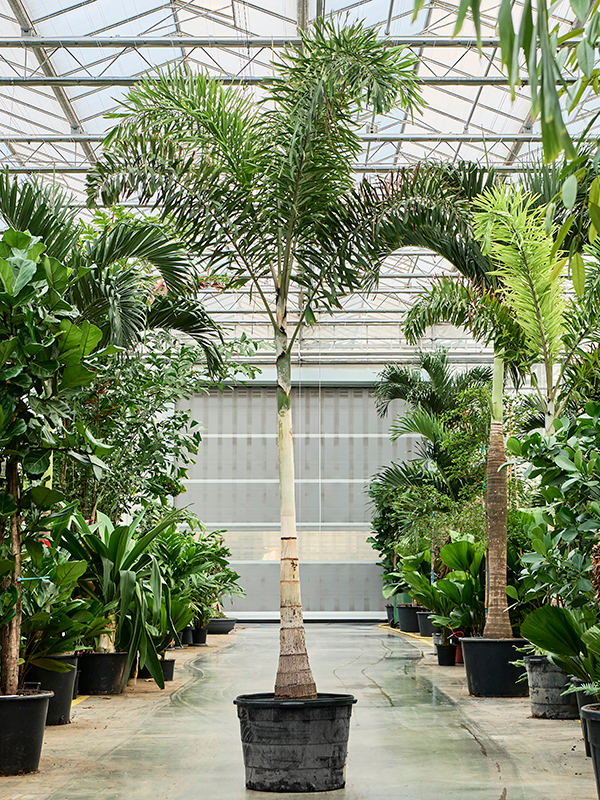 
                  
                    Wodyetia bifurcata
                  
                