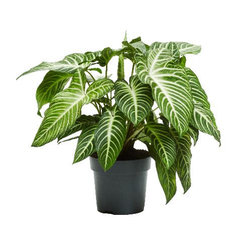 
                  
                    Xanthosoma lindelii
                  
                