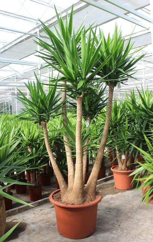 
                  
                    Yucca elephantipes
                  
                
