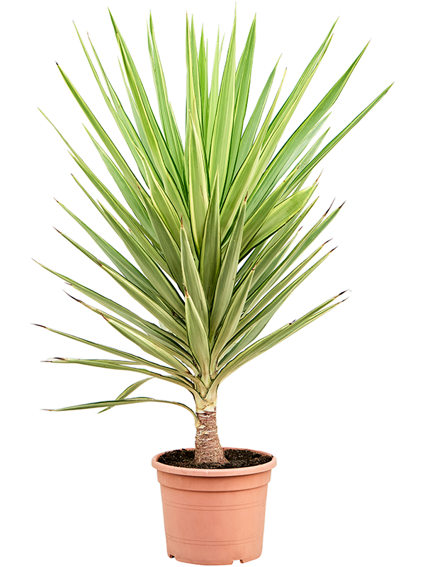 Yucca elephantipes Jewel