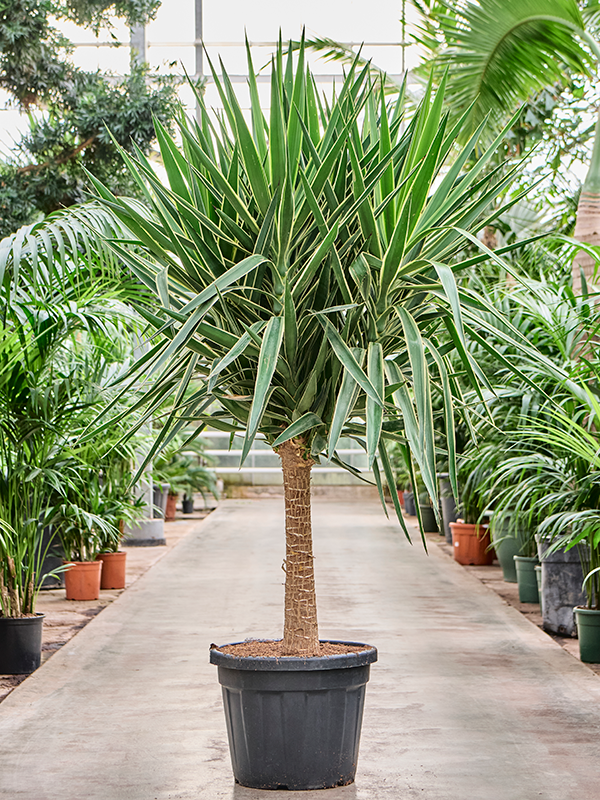 Yucca elephantipes Puck