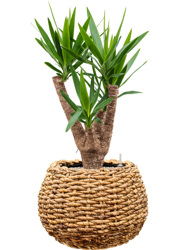 Yucca elephantipes en pot Drypot Abaca