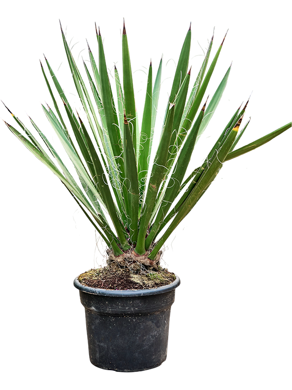 Yucca faxoniana