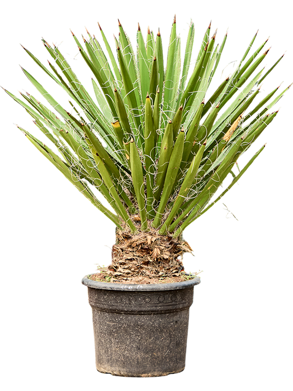 
                  
                    Yucca faxoniana
                  
                