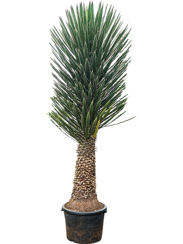 
                  
                    Yucca Filifera
                  
                
